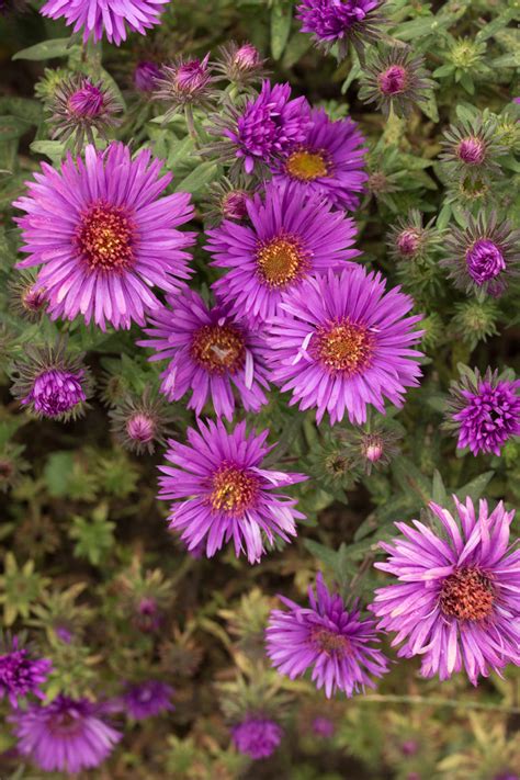 Aster novae-angliae 'Purple Dome' | Stonehouse Nursery