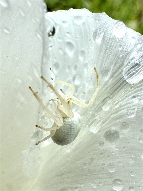 Flower Crab Spider - Wild About Nature