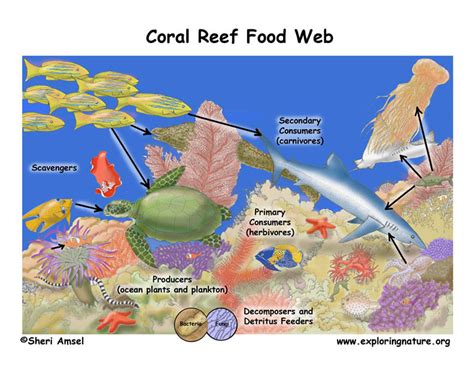 Marine Plankton: Essential Food Source For Many Aquarium Species