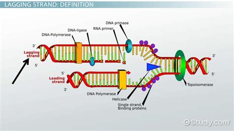 Dna Replication Model Ap Bio