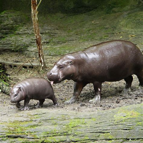 Taipei Zoo-Outdoor Display Areas-African Animal Area