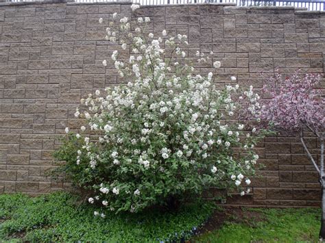 Viburnum carlesii (Koreanspice Viburnum, Korean Viburnum) | North ...