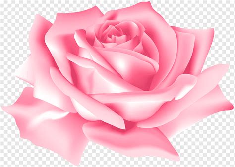 Ilustração de pik rose, rosa flor rosa, rosa flor rosa, pintura em ...