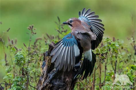 Forest Carpathian Mountains - Fascination Wildlife