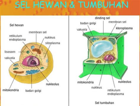 Stuktur Sel Hewan dan tumbuhan ( T 221)