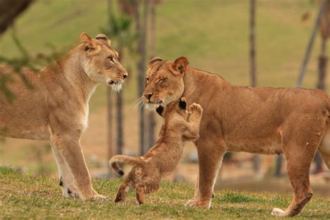 Lions & Lion Cubs | Lion Camp; Lion Cubs San Diego Wild Anim… | Flickr