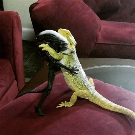 My beardie made a new friend today | Bearded dragon cute, Cute reptiles, Bearded dragon habitat