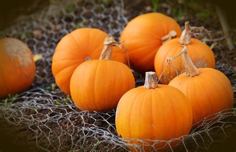 Squash and Pumpkins - Growing Tips | Jung Seed Gardening Blog