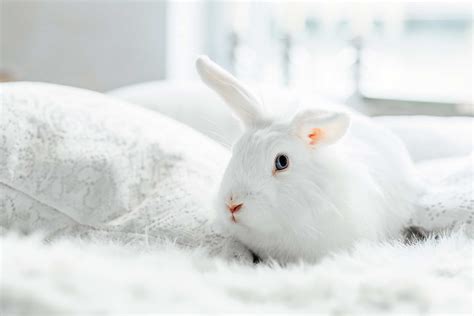 All About White Vienna Rabbits - Every Bunny Welcome