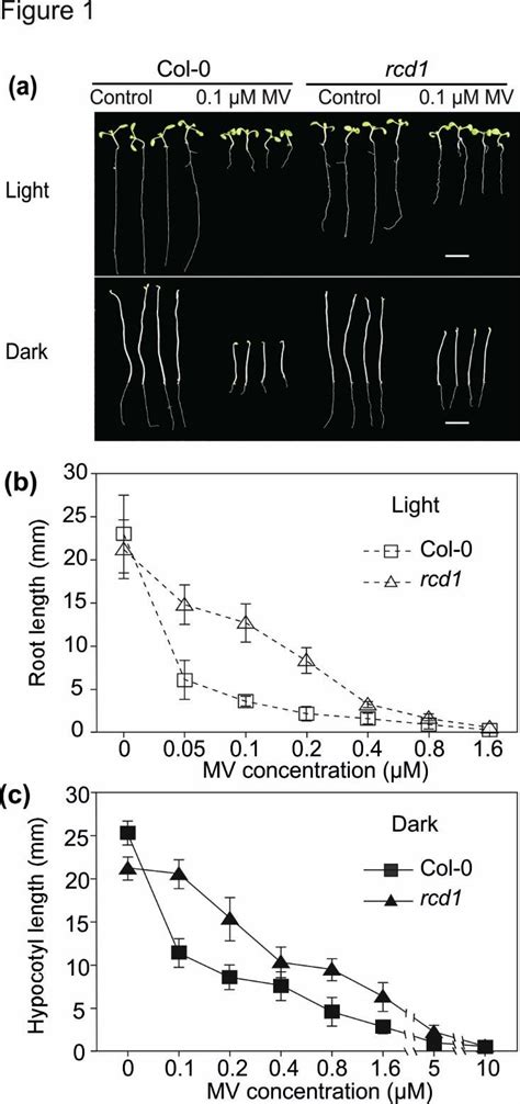 Methyl viologen (MV)-induced growth inhibition in light and dark. (a)... | Download Scientific ...