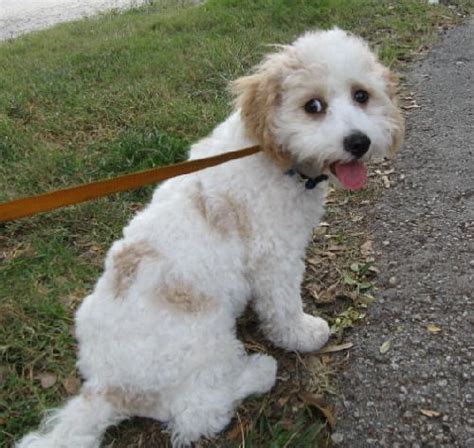 Cavachon (Bichon-King Charles mix) Info, Temperament, Puppies, Pictures