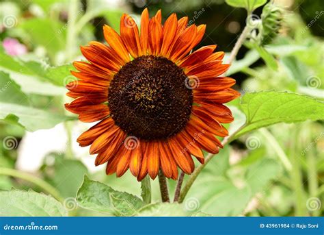 Dark Brown Sunflower stock photo. Image of colored, foliage - 43961984