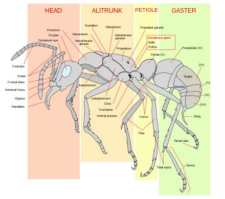 Abdomen - Wikipedia