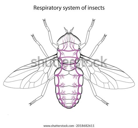 Respiratory Organ Insects Consists System Airfilled Stock Illustration ...