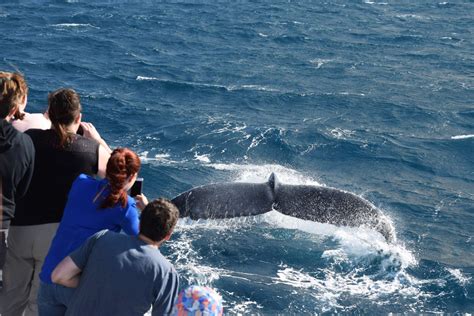 Whale Watching, Mooloolaba, Sunshine Coast - Whale One