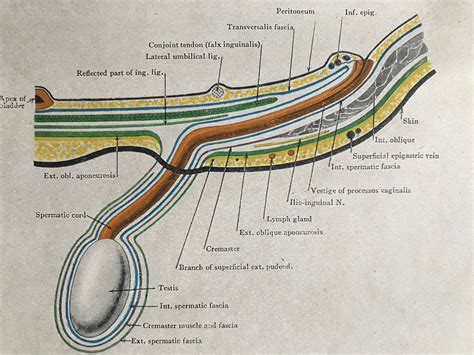 Conjoint Tendon Inguinal Canal