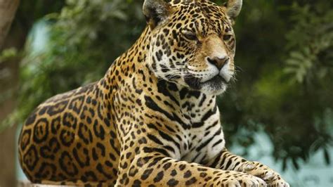 Top 10 Animals of Peru - CHILE TRAVEL GUIDE