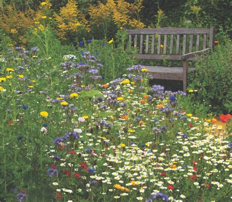 How to grow an annual wildflower meadow in 4 simple steps