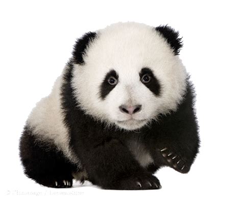 Baby Panda Png Transparent Image Png Arts Riset - Riset