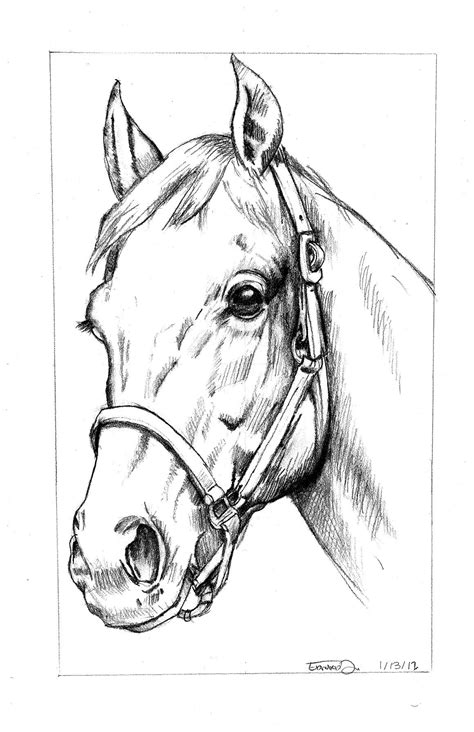 Drawings Of A Horse Head