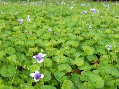 Flowering Ground Covers | Miss Smarty Plants