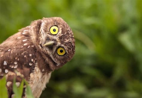 How Smart and Wise Are Owls? Everything We Know About Their ...