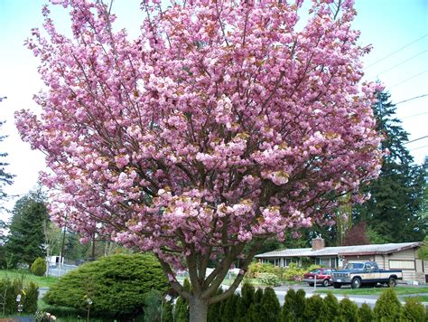 File:Ornamental Cherry Tree In Full Bloom.JPG - Wikimedia Commons