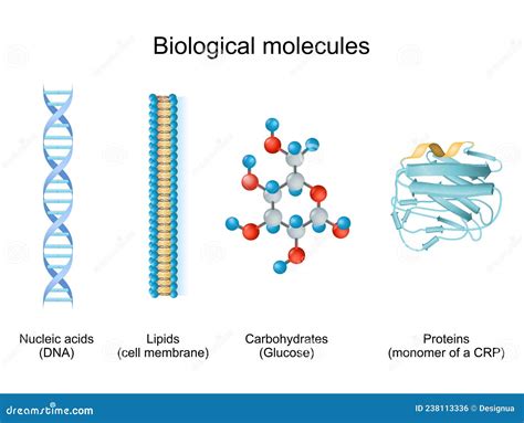 Types of Biological Molecule: Carbohydrates, Lipids, Nucleic Acids and Proteins Stock Vector ...