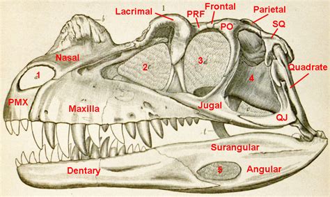 Equatorial Minnesota: Dinosaur skeletal anatomy