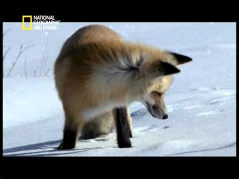 NatGeo Fox Eating Mouse - YouTube