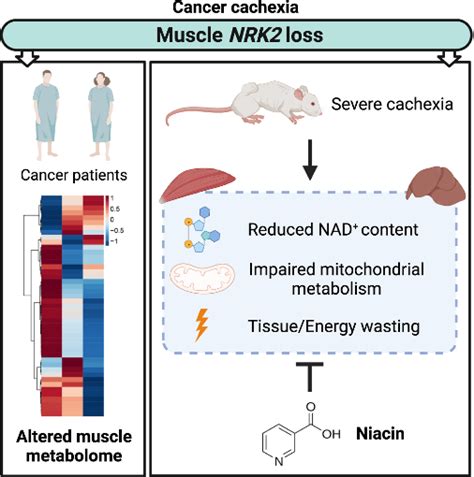 Restoring NAD⁺ via Niacin Curtails Muscle Loss from Cancer: Italian & Finnish Scientists