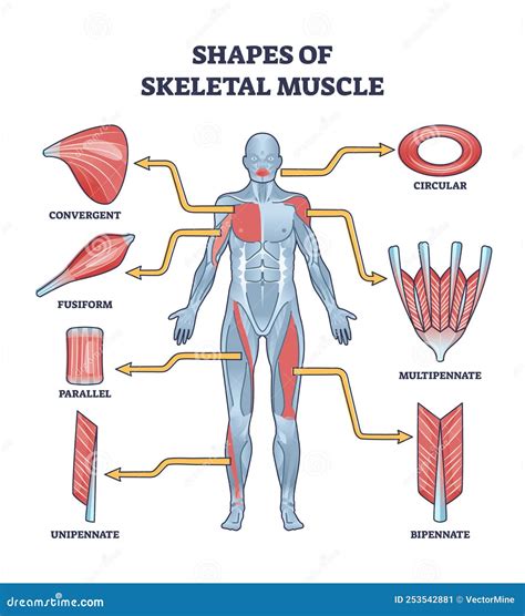 Shapes Of Skeletal Muscles With Various Muscular Types Outline Diagram ...