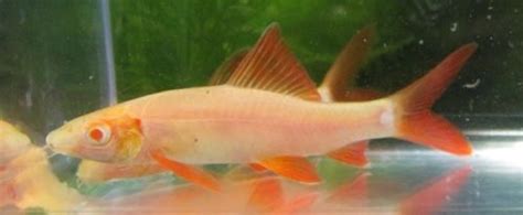 Albino Rainbow Shark - TRiN's Tropical Fish