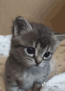 Sad Cat GIFs | Tenor