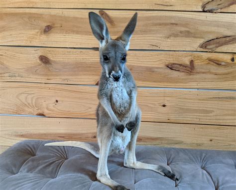 Kangaroo For Sale | Exotic Pet Animal Breeder in Texas