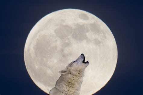 Wolf Moon 2023: How to see the January full Moon - BBC Science Focus ...