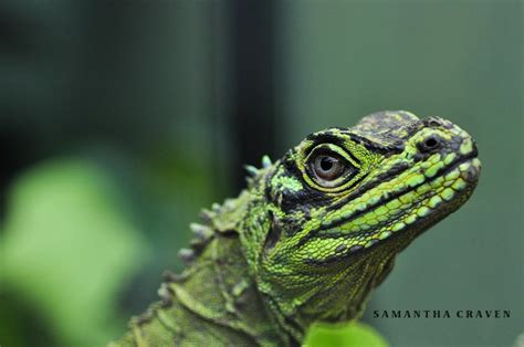 Philippine Sailfin Lizard | Project Noah