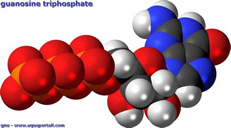 Guanosine triphosphate : définition illustrée et explications