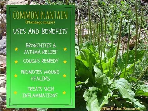 Plantain Health Benefits and Uses as a Medicinal Herb