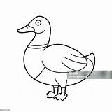 Easy Coloring Cartoon Vector Illustration Of A Brown And Green Duck  sketch template