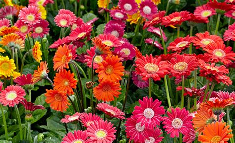 How to Grow Better Gerbera Daisies | Garden Gate