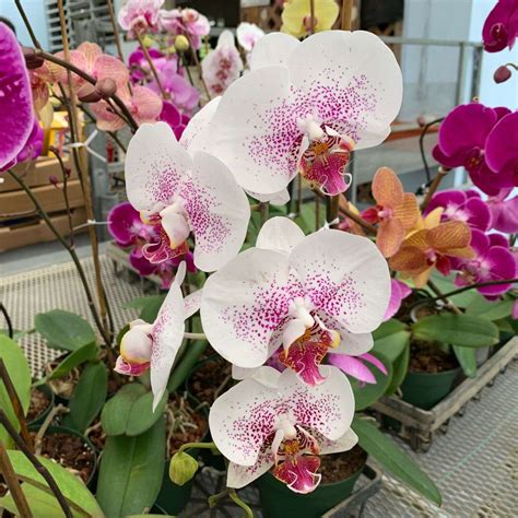 EXOTIC MOON ORCHIDS LIVE PLANTS (Phalaenopsis amabilis) » Tropical Plantae