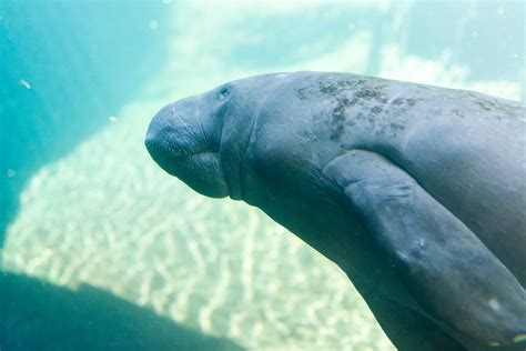 Manatee Swimming | Eric Kilby | Flickr