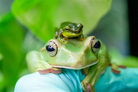 Paignton zoo's frog breeding success - We Are South Devon