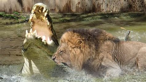 Lion attacks crocodile - YouTube