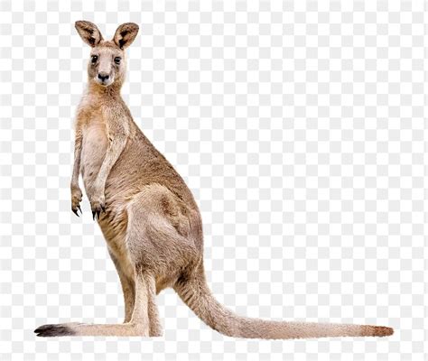 Kangaroo Images | Free HD Backgrounds, PNGs, Vectors & Illustrations - rawpixel