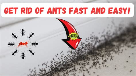 GET RID OF ANTS Fast And Easy! (ALL NATURAL) - YouTube