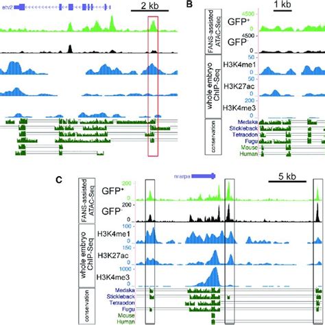 Mapping of ATAC-Seq Reads at Known Endothelial Enhancers (A-C)... | Download Scientific Diagram