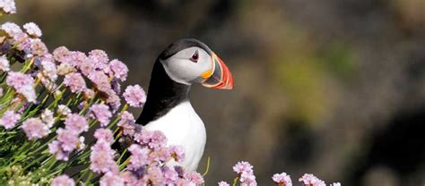 Wildlife sightings from Scillonian III passenger ferry