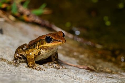 Fotos gratis : naturaleza, fauna silvestre, sapo, anfibio, de cerca, vertebrado, Anfibios ...